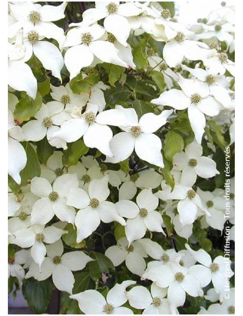 CORNUS kousa CHINENSIS (Cornouiller à fleurs)