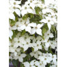 CORNUS kousa CHINENSIS (Cornouiller à fleurs)