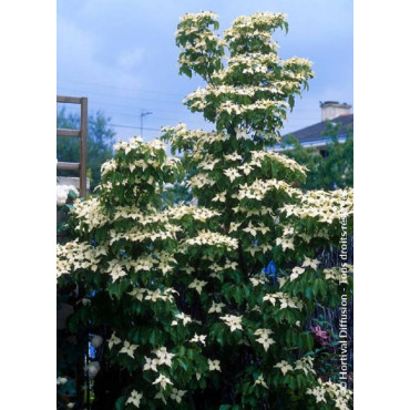 CORNUS kousa CHINENSIS (Cornouiller à fleurs)