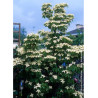 CORNUS kousa CHINENSIS (Cornouiller à fleurs)