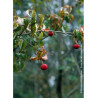 CORNUS kousa CHINENSIS (Cornouiller à fleurs)