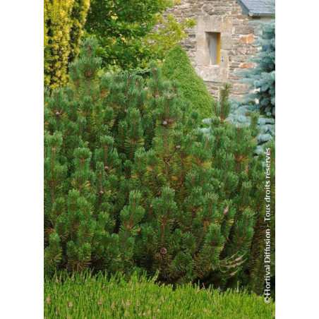 PINUS mugo var.pumilio (Pin des montagnes)