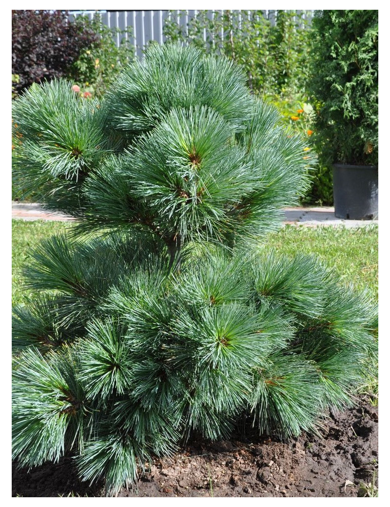 PINUS strobus RADIATA (Pin Weymouth nain)