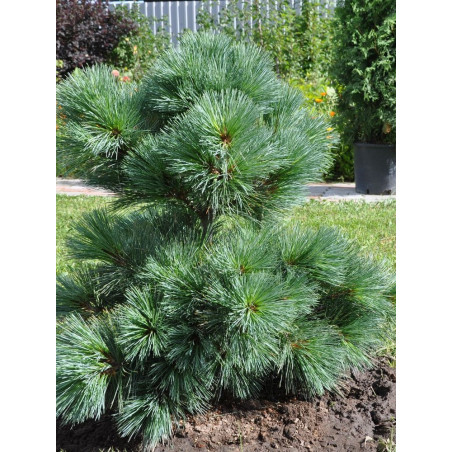 PINUS strobus RADIATA (Pin Weymouth nain)