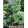 PINUS strobus RADIATA (Pin Weymouth nain)