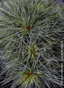 PINUS strobus RADIATA