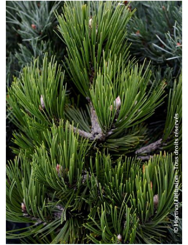 PINUS leucodermis COMPACT GEM (Pin de Bosnie)