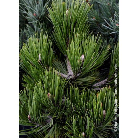 PINUS leucodermis COMPACT GEM (Pin de Bosnie)