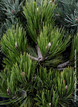 PINUS leucodermis COMPACT GEM