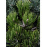 PINUS leucodermis COMPACT GEM (Pin de Bosnie)