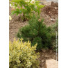 PINUS leucodermis COMPACT GEM (Pin de Bosnie)