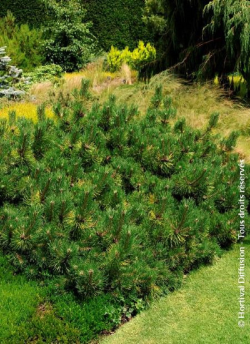 PINUS leucodermis COMPACT GEM