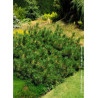 PINUS leucodermis COMPACT GEM (Pin de Bosnie)