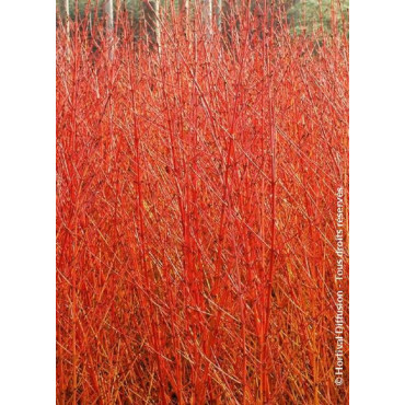 CORNUS sanguinea MIDWINTER FIRE (Cornouiller sanguin Midwinter Fire)