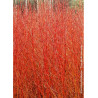 CORNUS sanguinea MIDWINTER FIRE (Cornouiller sanguin Midwinter Fire)