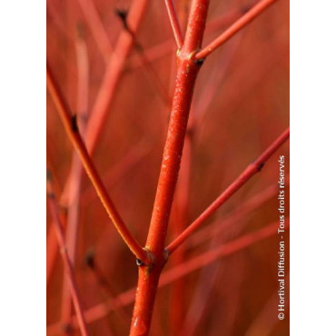 CORNUS sanguinea MIDWINTER FIRE (Cornouiller sanguin Midwinter Fire)