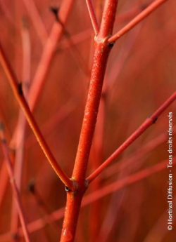 CORNUS sanguinea MIDWINTER FIRE