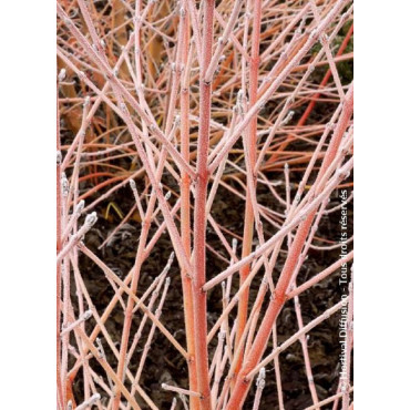 CORNUS sanguinea MIDWINTER FIRE (Cornouiller sanguin Midwinter Fire)