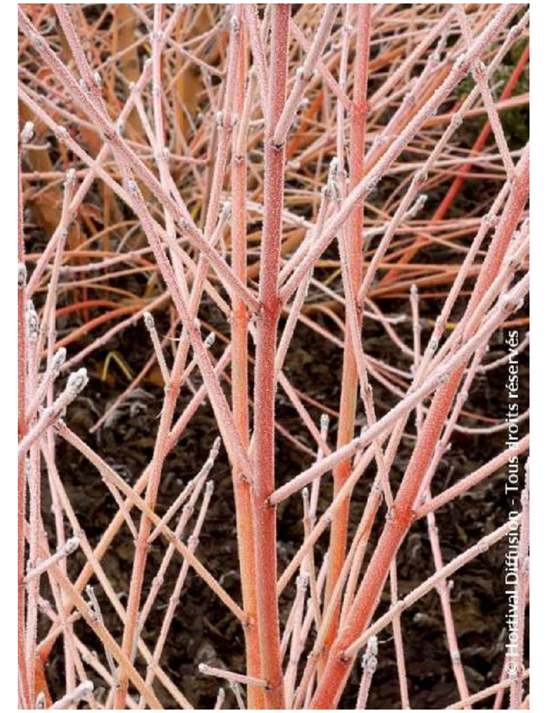 CORNUS sanguinea MIDWINTER FIRE (Cornouiller sanguin Midwinter Fire)