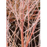 CORNUS sanguinea MIDWINTER FIRE (Cornouiller sanguin Midwinter Fire)