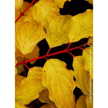 CORNUS sanguinea MIDWINTER FIRE (Cornouiller sanguin Midwinter Fire)