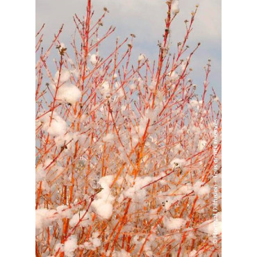 CORNUS sanguinea MIDWINTER FIRE (Cornouiller sanguin Midwinter Fire)