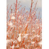 CORNUS sanguinea MIDWINTER FIRE (Cornouiller sanguin Midwinter Fire)