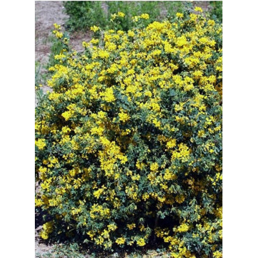 CORONILLA emerus (Coronille des jardins)