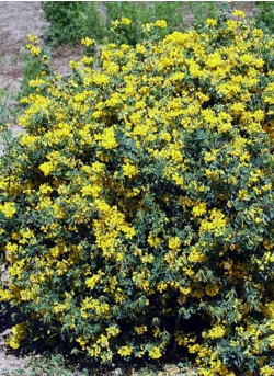 CORONILLA emerus