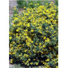 CORONILLA emerus (Coronille des jardins)