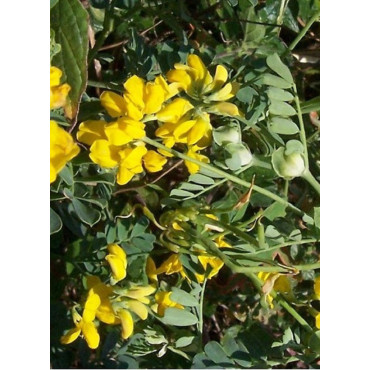 CORONILLA emerus (Coronille des jardins)