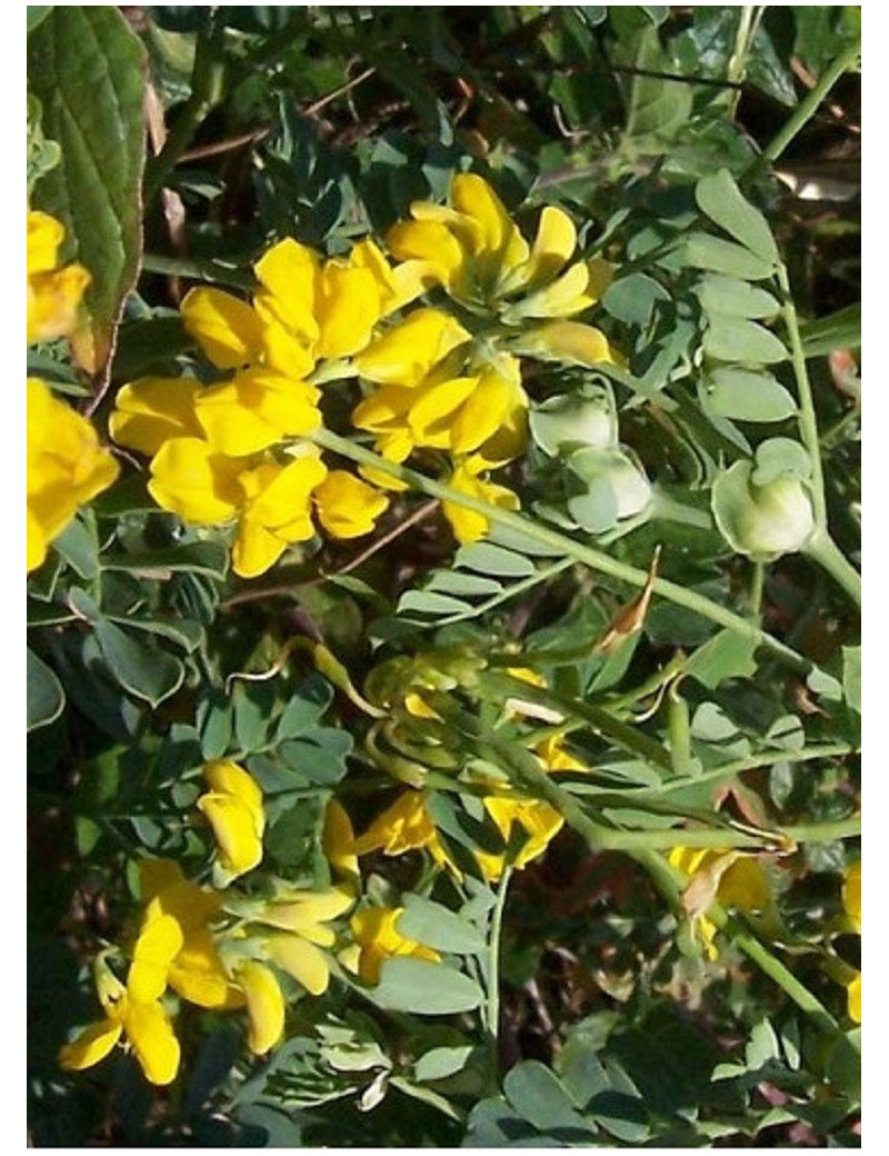 CORONILLA emerus (Coronille des jardins)