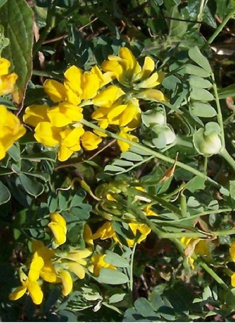 CORONILLA emerus