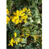 CORONILLA emerus (Coronille des jardins)