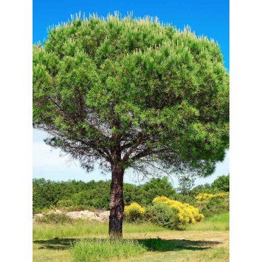 PINUS PINEA (Pin parasol)