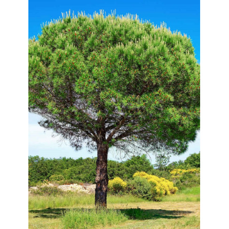 PINUS PINEA (Pin parasol)