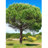 PINUS PINEA (Pin parasol)