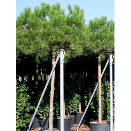 PINUS PINEA (Pin parasol)