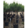 PINUS PINEA (Pin parasol)