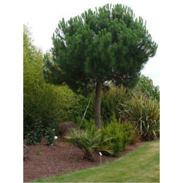 PINUS PINEA (Pin parasol)