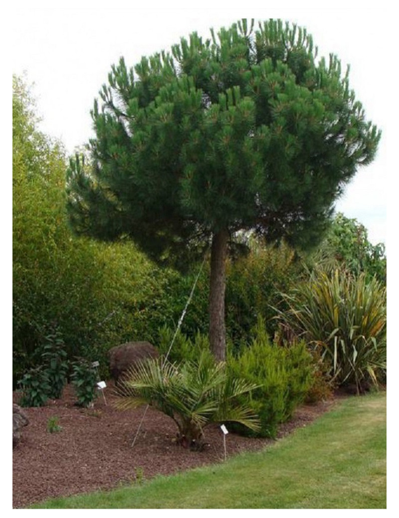 PINUS PINEA (Pin parasol)