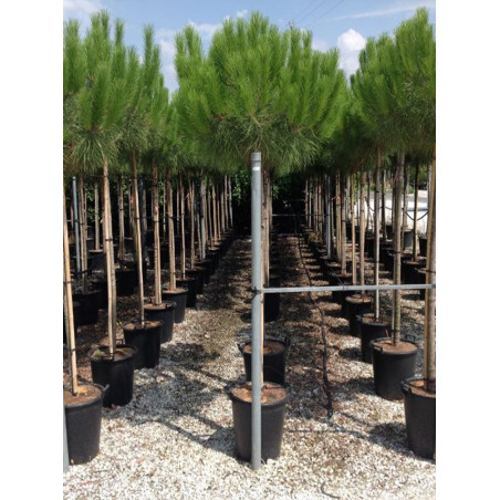 PINUS PINEA (Pin parasol)