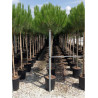 PINUS PINEA (Pin parasol)