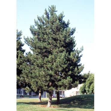 PINUS nigra ssp. nigra (Pin noir d'Autriche)