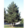 PINUS nigra ssp. nigra (Pin noir d'Autriche)