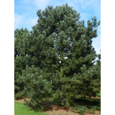 PINUS nigra ssp. nigra (Pin noir d'Autriche)