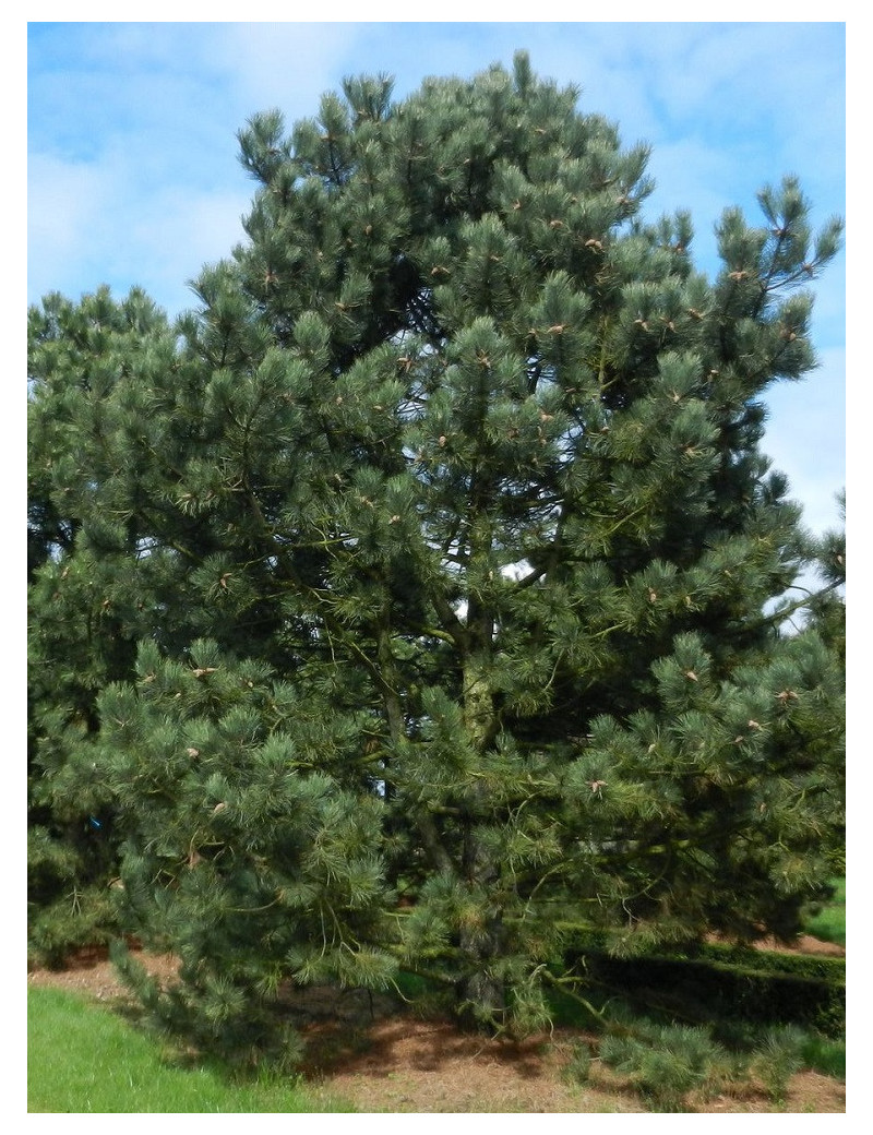 PINUS nigra ssp. nigra (Pin noir d'Autriche)