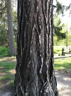 PINUS nigra ssp. nigra