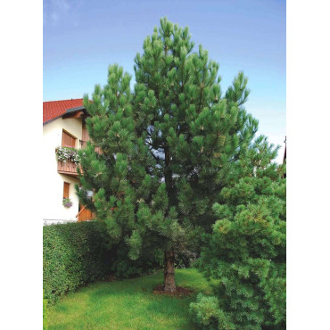 PINUS nigra ssp. nigra (Pin noir d'Autriche)