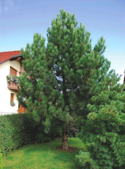 PINUS nigra ssp. nigra
